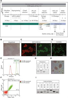 Pre-clinical evaluation of clinically relevant iPS cell derived neuroepithelial stem cells as an off-the-shelf cell therapy for spinal cord injury